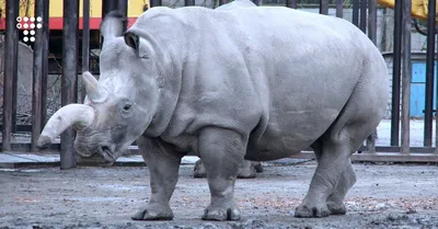 История про носорога 🦏 | \"Интересные истории про животных\" | Дзен