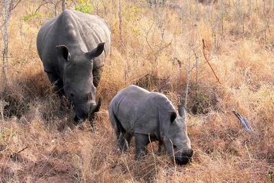 носорог стоит у воды, картинка белого носорога, Африка, носорог фон  картинки и Фото для бесплатной загрузки