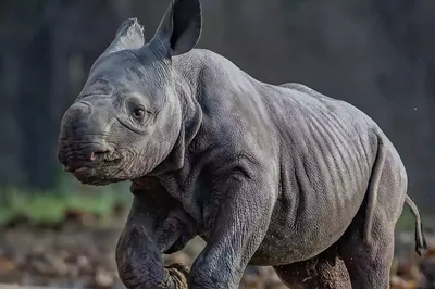 Голова носорога стоковое изображение. изображение насчитывающей ангстрома -  42055189