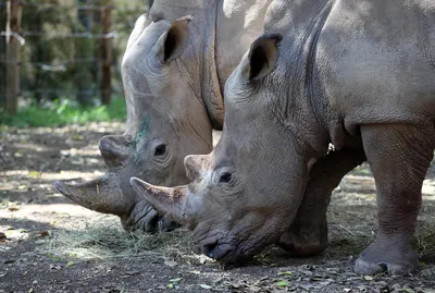 Носороги (лат. Rhinocerotidae), фото носорогов