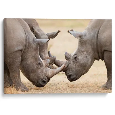 В Непале растет популяция носорогов | Пикабу