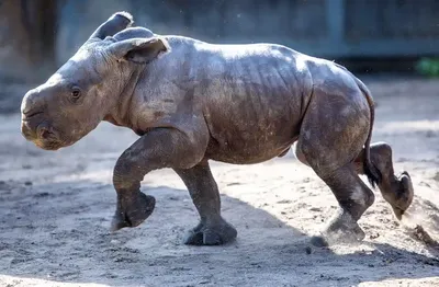 картина с изображением носорога стоящего в грязи, картинка носорога, носорог,  животное фон картинки и Фото для бесплатной загрузки