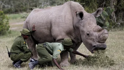 белизна носорога стоковое изображение. изображение насчитывающей носорог -  24057703
