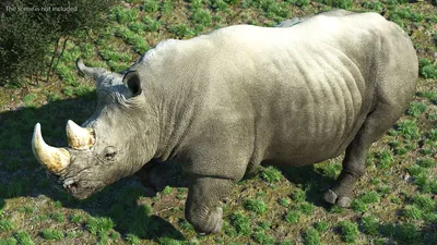 Поза бегущего носорога 3D Модель $149 - .3ds .blend .c4d .max .ma .lxo .obj  .fbx - Free3D