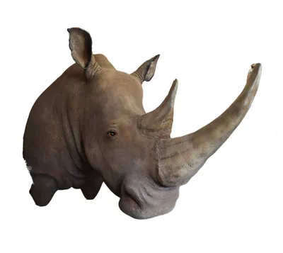 Детеныш Белого Носорога В Заповеднике — стоковые фотографии и другие  картинки Белый носорог - Белый носорог, Африка, Без людей - iStock