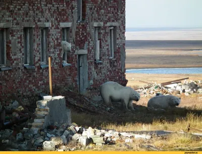 Белые медведи заходят в подъезды домов на Новой Земле. Почему это  происходит? | Правмир