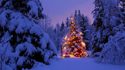 Картинки природа, елка, зима, снег, новый год, супер фото - обои 1366x768,  картинка №158349