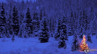 Скачать обои снежинки, новогодняя елка, snowflakes, christmas tree  разрешение 1600x900 #126153