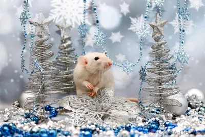 Год Крысы-2020: 12 новогодних примет на счастье — ЯСИА
