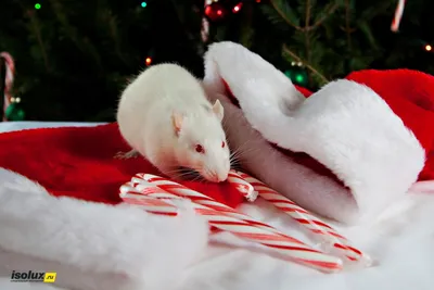 Новогодние крысы в объективе: Изысканные изображения для выбора | Крысы на  новый год Фото №819255 скачать