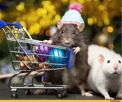 Год крысы 2020: как встретить Новый год что можно и чего нельзя