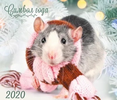 Украсьте свой экран: Новогодние фото крыс в разных размерах | Крысы на  новый год Фото №819256 скачать