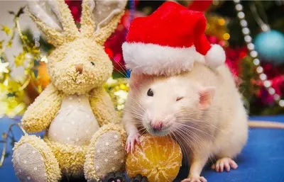 Картинки Крысы Рождество Шапки животное
