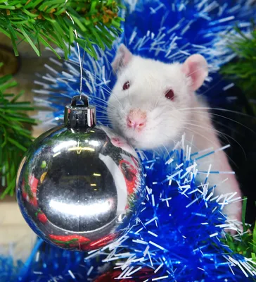 Год Белой Металлической Крысы: как и где встретить новогодние праздники -  ЗНАЙ ЮА
