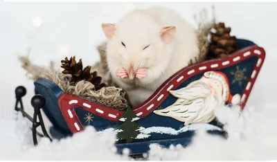 Очаровательный Декоративная крыса Дюмбо с лиловым фоном Ветви с ели,  новогодние игрушки Год крысы Китайский Новый год Стоковое Изображение -  изображение насчитывающей мышь, ангстрома: 159017713