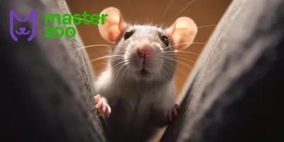 Год Крысы - Новый год - Раскраски антистресс