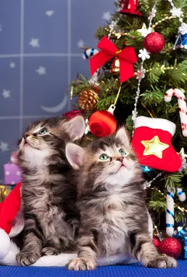 Топ - 20 Смешных Новогодних котиков | Тот самый | Дзен