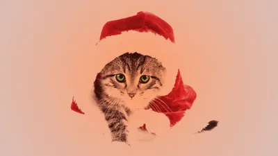 Новогодние обои с котом Пушином на телефон | Пушин, Рождественские обои,  Милые обои
