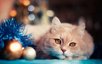 Кот и Новый год)) | Самые милые животные, Котята, Милые котики
