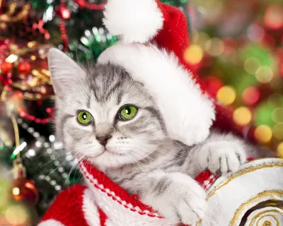 Новогодний котик мем | Рождественские картины, Новогодние записки,  Художественные узоры