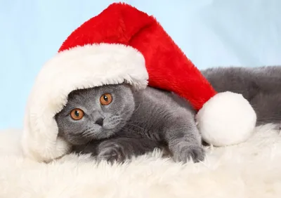 Красивый новогодний котик на обои …» — создано в Шедевруме