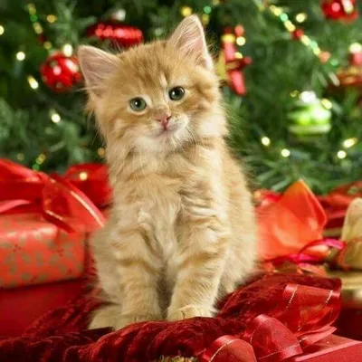 Новогодние коты, фото | Коты, уронившие елку | Фото милых новогодних котиков  | Фото новогодних животных - 1 января 2022 - 76.ру