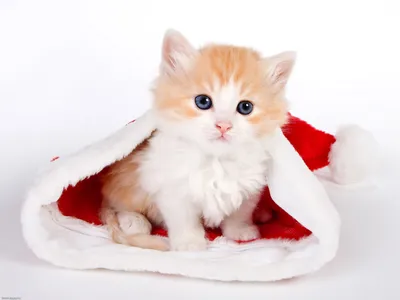 Новогодние коты | Christmas cats - YouTube