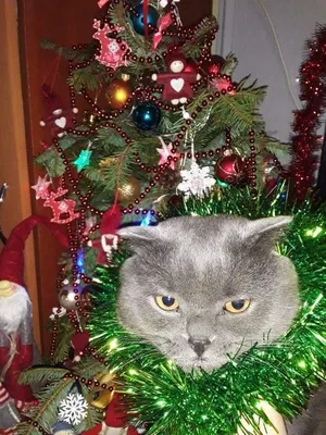 Фотогалерея \"Новогодние котята\" - \"Рыжий котенок сидит в новогодней шапке\"  - Фото котят
