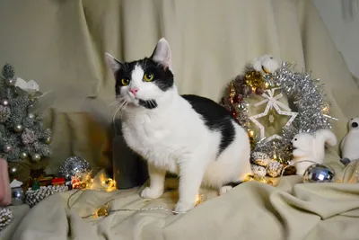 Фотогалерея \"Новогодние котята\" - \"Новогодний котенок с красным клубочком\"  - Фото котят
