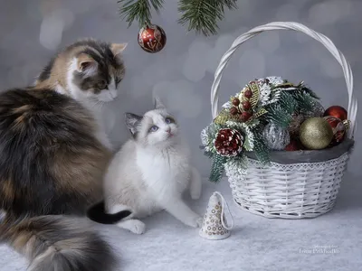 В Иваново горожане могут выиграть призы за фото новогодних котиков