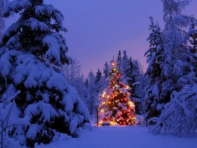 Картинки Звезды Ель зимние Природа лес Небо снеге Ночь
