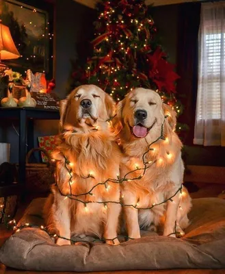 Новогодние собаки | Cão de natal, Fotos de cachorro fofos, Imagens de gato  e cachorro