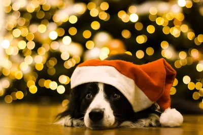 Волшебное воплощение праздничного духа: новогодние собаки на фото - 37 фото