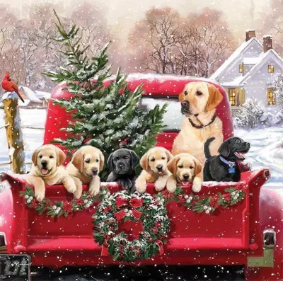 маленький белый щенок в новогодней шапке, милая собачка новогодняя  картинка, собака, домашний питомец фон картинки и Фото для бесплатной  загрузки