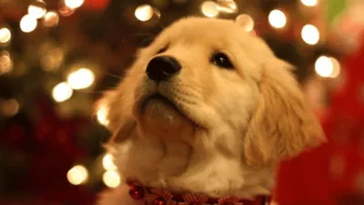 Новогодняя милая собачка уснула в …» — создано в Шедевруме