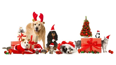 Собаки дарят новогодние подарки» — создано в Шедевруме