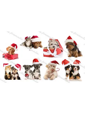 Стиль новогодние открытки с собакой в шляпе рождества. Стоковое Изображение  - изображение насчитывающей собач, минимализм: 204568389