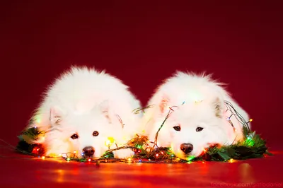 Новый год для собаки как правильно организовать праздник
