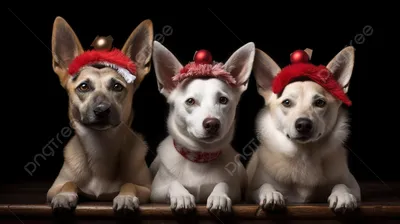 Исследование показало, что собаки любят Рождество так же сильно, как и их  хозяева - Газета.Ru | Новости