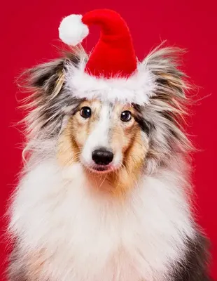 Наклейки стикеры Новогодние собачки - купить с доставкой по выгодным ценам  в интернет-магазине OZON (787688169)