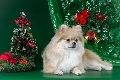 Поддержите оптовую одежду Big Dog Golden Raabrador Новогодние новогодние  собаки Собаки Собаки и Тангфу купить с доставкой, отызвы фото.