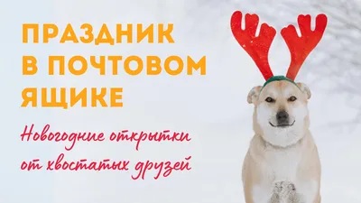 Смешная рождественская открытка собаки Стоковое Изображение - изображение  насчитывающей рождество, счастливо: 78529837