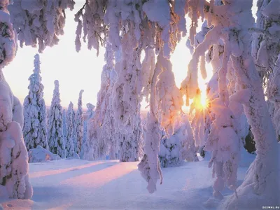 Засыпанные снегом елки: новогодние обои, картинки, фото 1600x1200