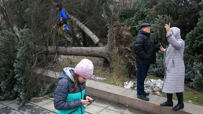 Ураган в Новокузнецке уронил дерево на автомобиль (ФОТО) | 23.10.2023 |  Новокузнецк - БезФормата