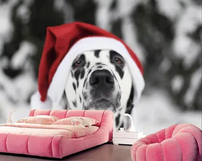 Обои 3d с изображением собак на Рождество, животных, фотообои на новый год,  обои для гостиной, спальни, дивана, фона для телевизора, обои для украшения  дома | AliExpress