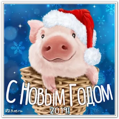 Открытки, картинки с новым годом свиньи! С новым годом 2019! Год свиньи! Год  кабана! Картинка со свиньей, поросенком, свинкой! Красиво… | Открытки,  Свиньи, Поросята