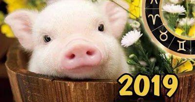 Китайский Новый Год 2019 Дизайн характера свиньи милого мультфильма  маленький с приветствием шляпы традиционного китайского красн Иллюстрация  штока - иллюстрации насчитывающей график, китайско: 130015232