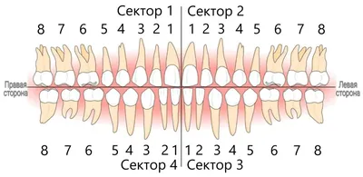 Нумерация зубов в стоматологии