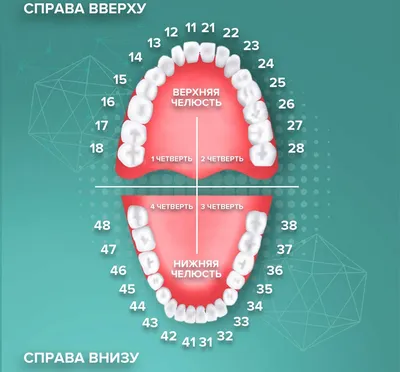 Нумерация зубов у человека - сколько зубов у взрослого человека