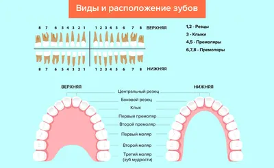 Как стоматологи считают зубы. Нумерация зубов | Стоматология Доктор Мартин  | Дзен